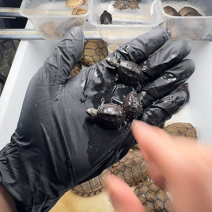 绿毛龟母麝香3个链接