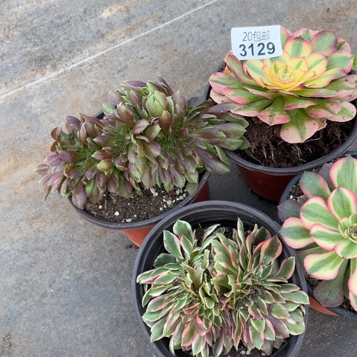 多肉植物3129种植物