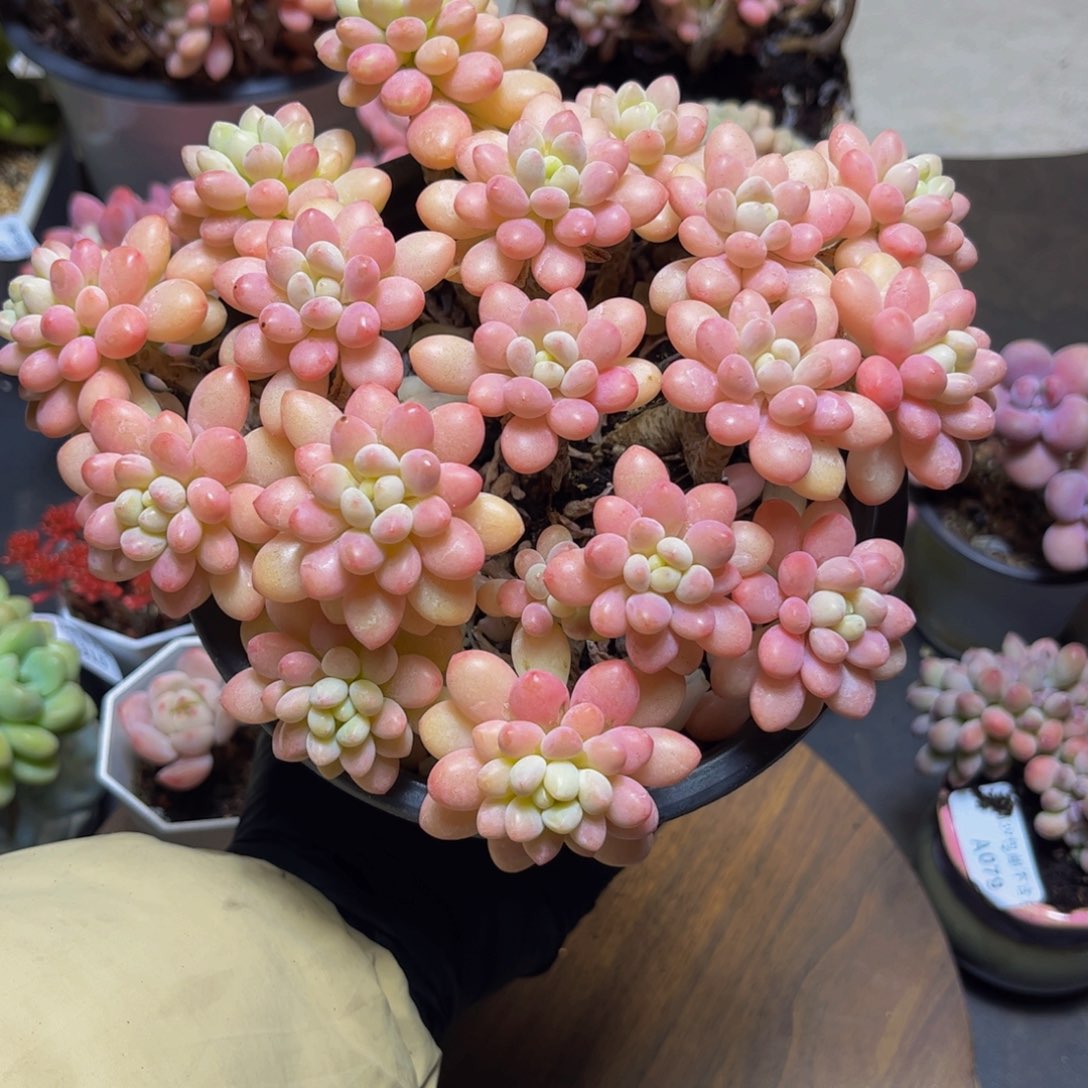 363冰淇淋鱼子酱19厘米多肉