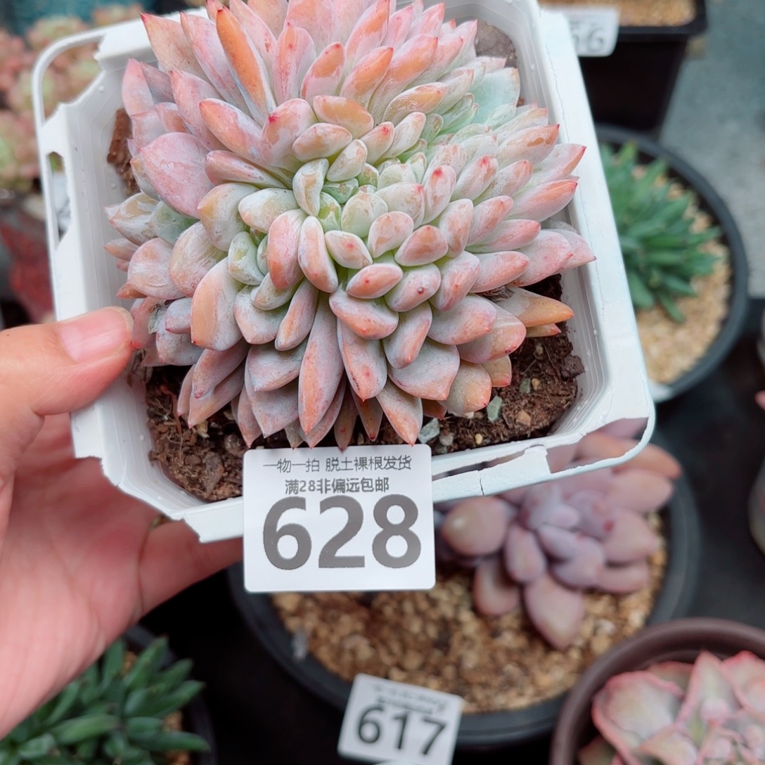 橙梦露缀化多肉多