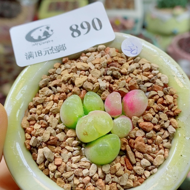 生石花花花花花花890