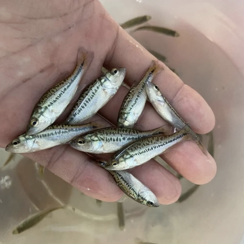 加州鲈鱼 大口黑鲈 路亚 宠物观赏鱼 淡水鲈鱼 水族鱼缸