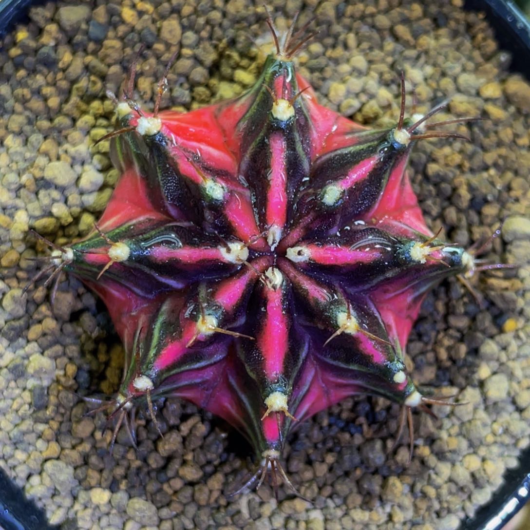 米哈星球00000000006