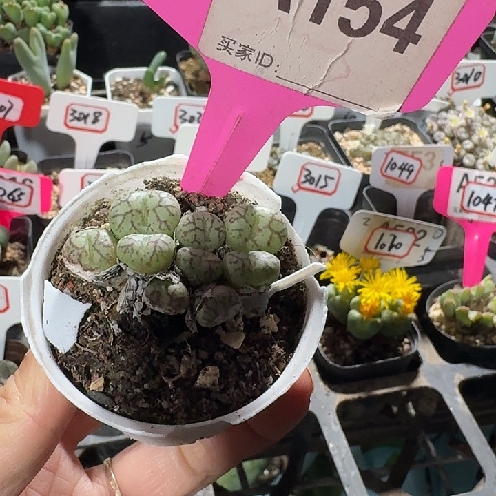 密密麻麻吗吗吗11041