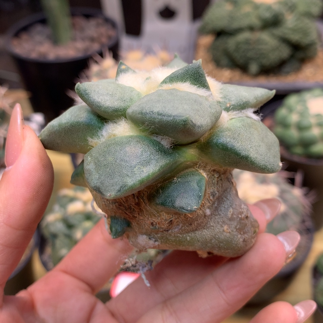      18号 自根 翘尤青瓷带石化 6.8公分