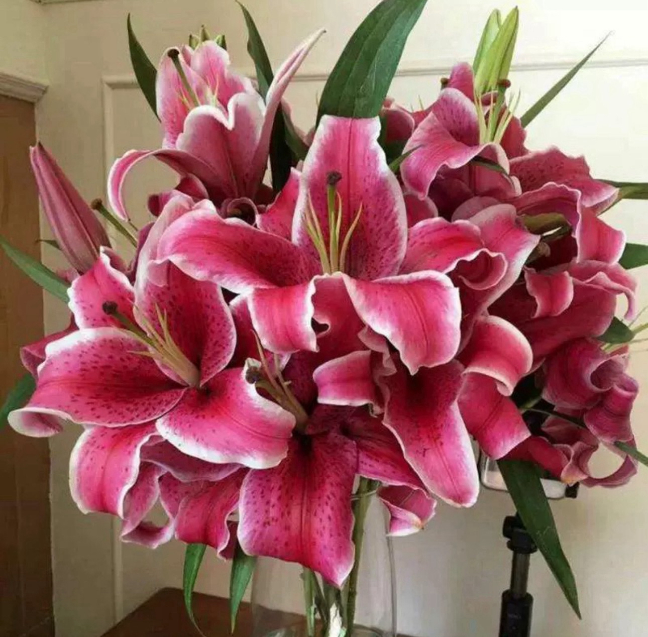 【黑美人】香水百合水养花苞发货超长花期店铺