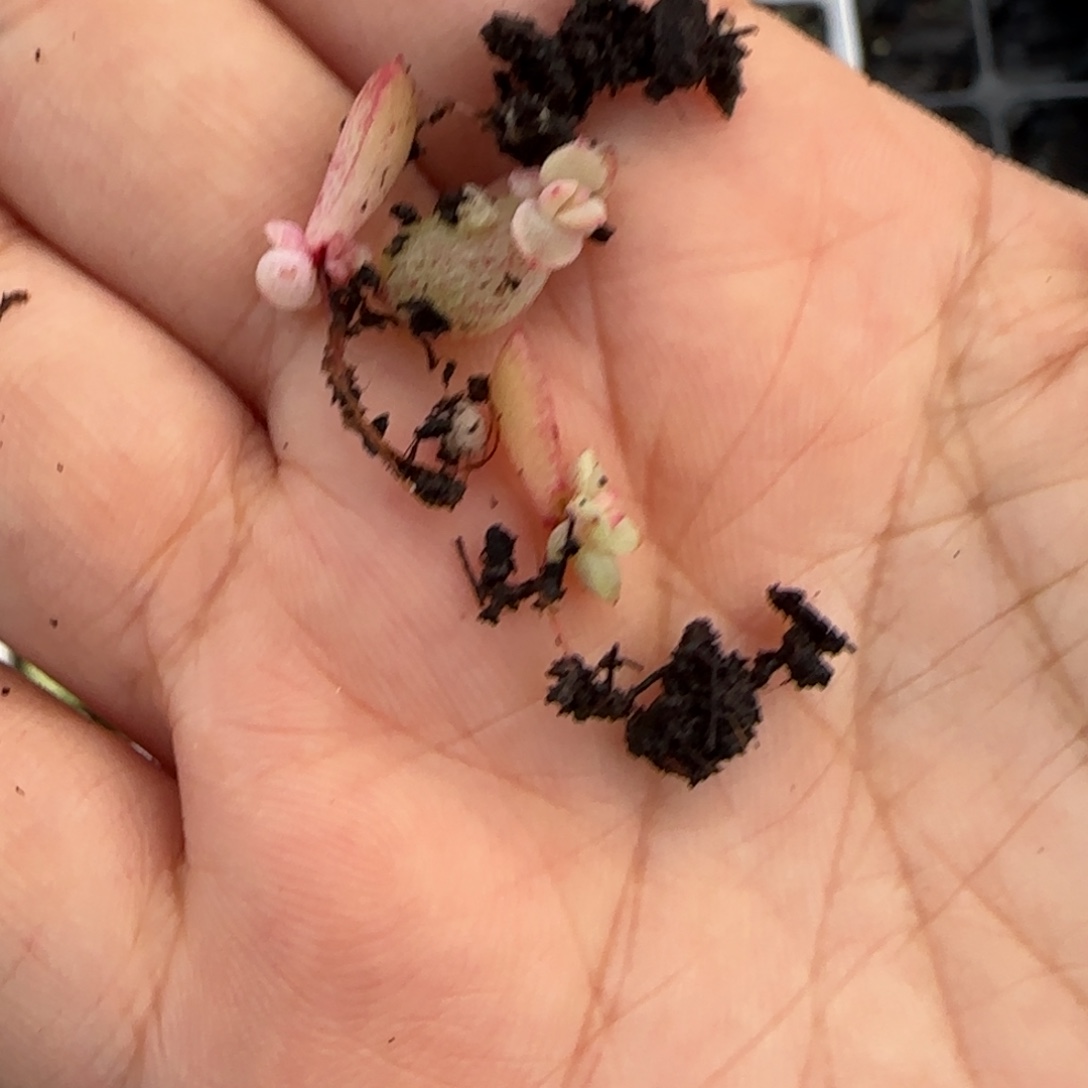 茉莉芝麻穴一个满25包邮