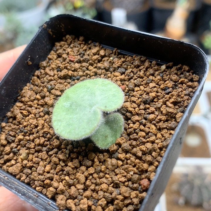小猪耳朵奇峰锦带盆