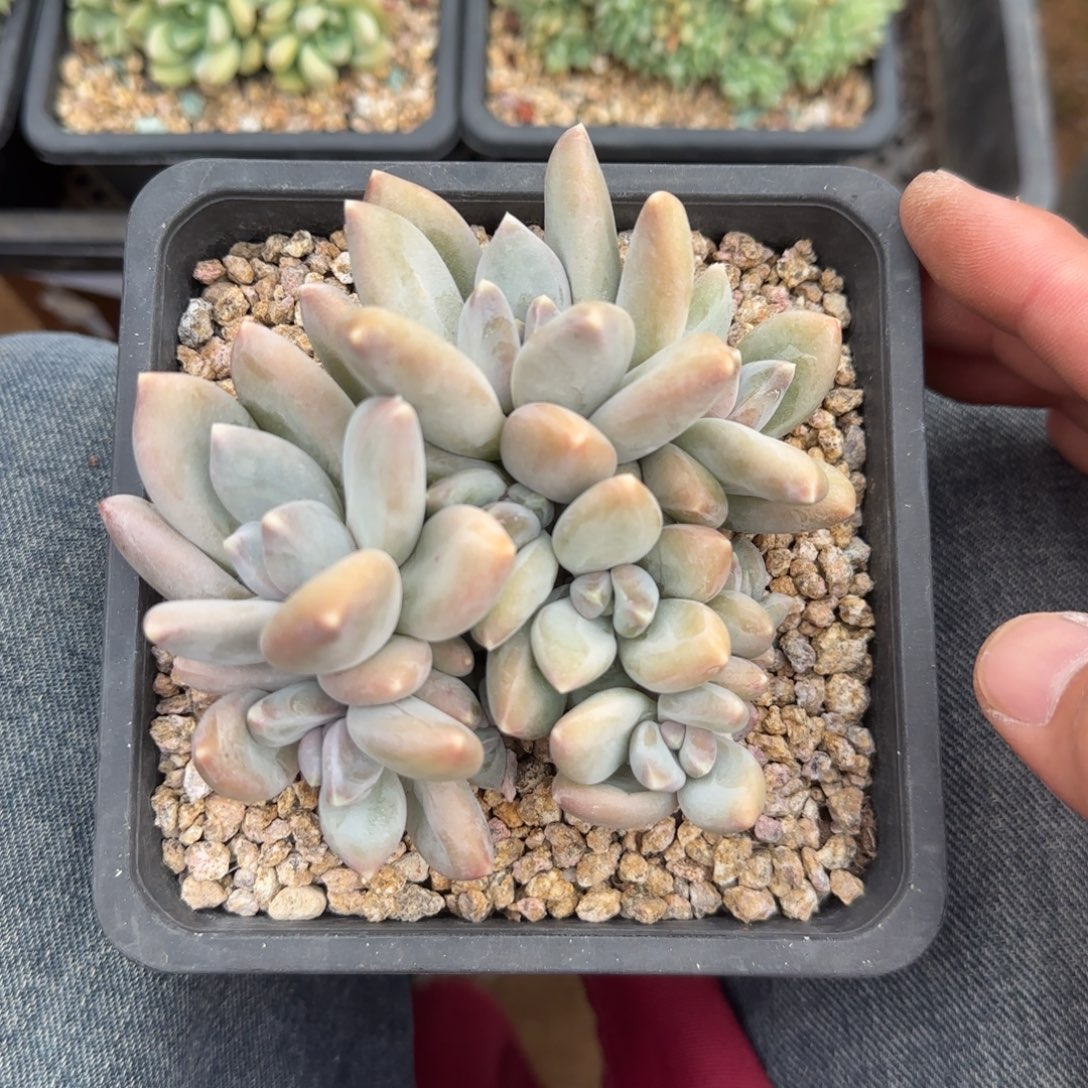 三色人老桩多肉五十包邮