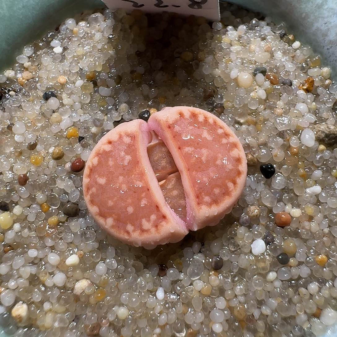 红陶蘑菇482c218a饼干