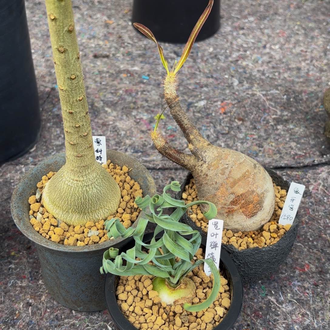 宫G g g g g g g g g g g