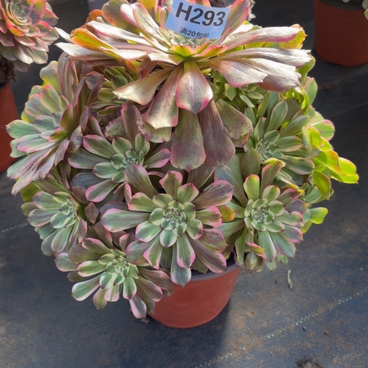 瑞妈，。。。。。293沙皇，