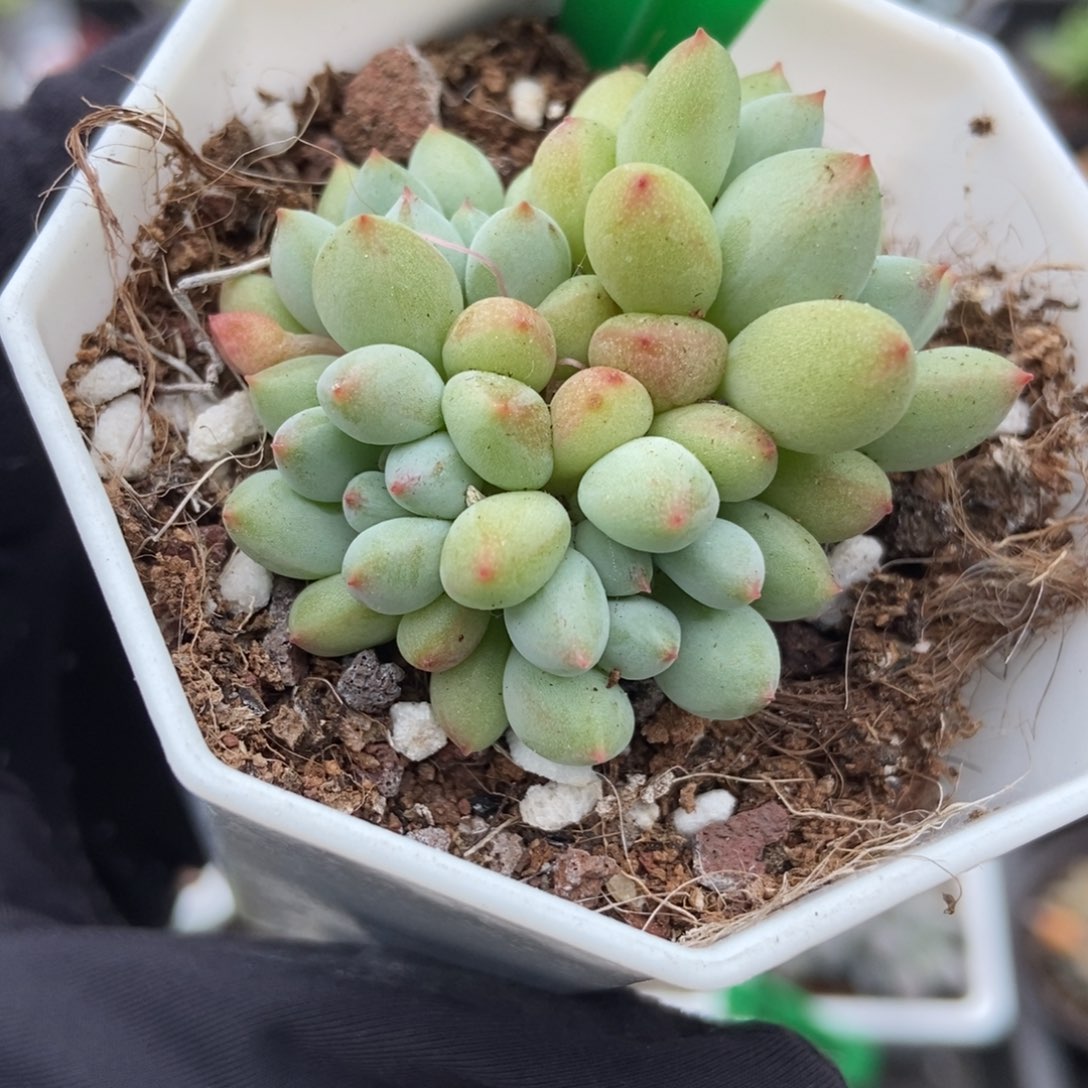 3002萤火虫多肉植物