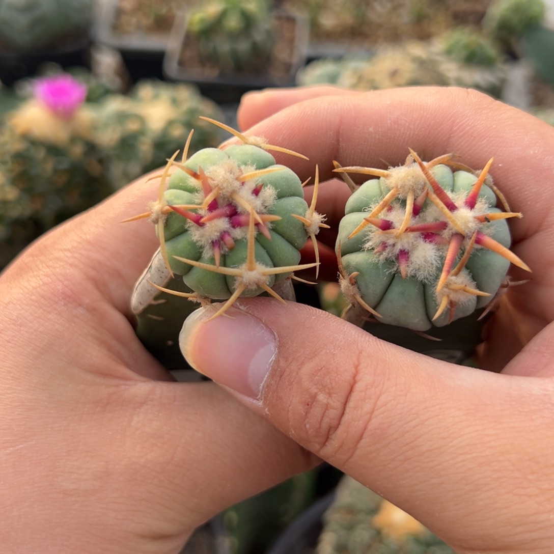 两个翠平仙人球420-431