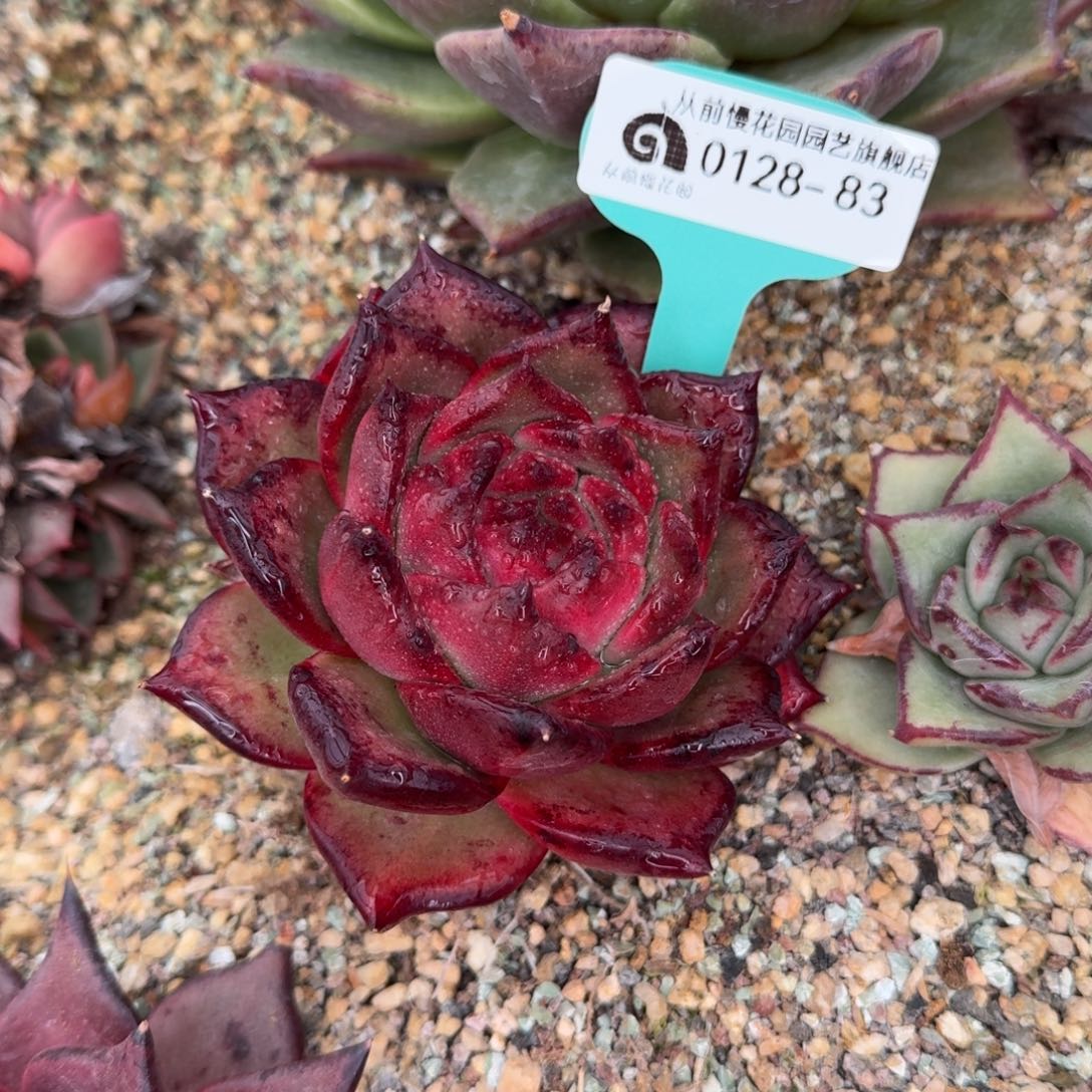 从前慢花园多肉0128-83