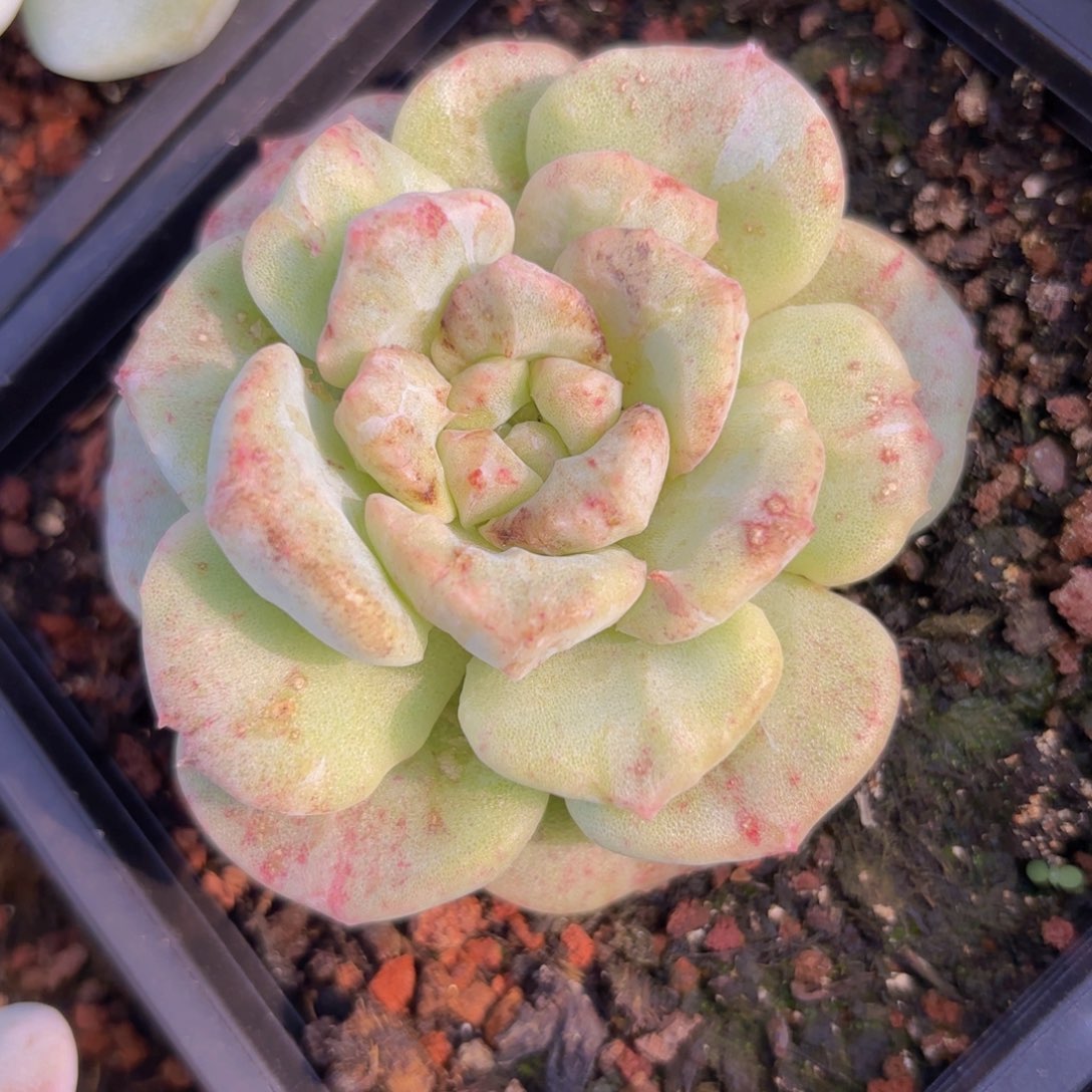 一物一拍，冰玉石化变异