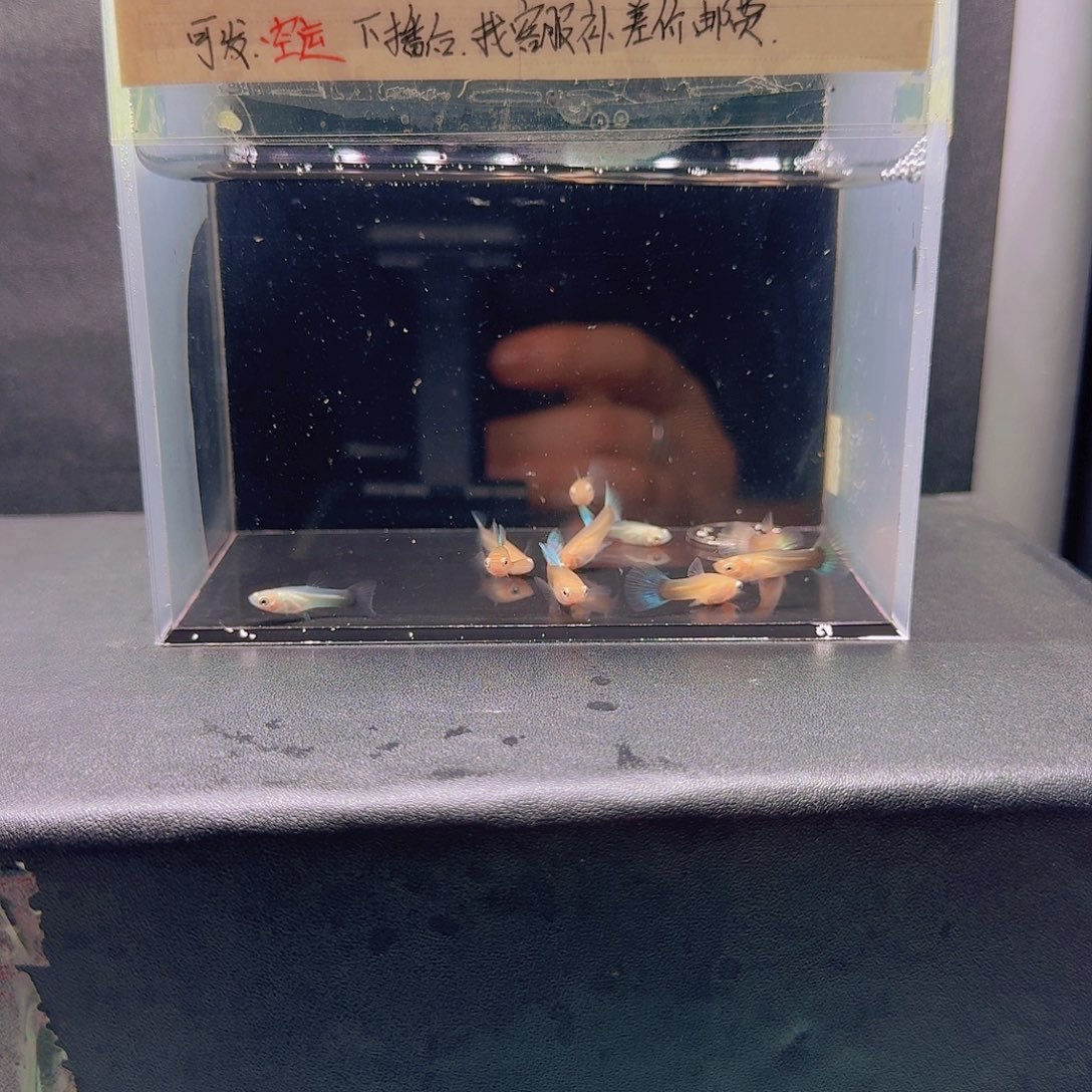 孔雀鱼黄化蓝礼服联系10条