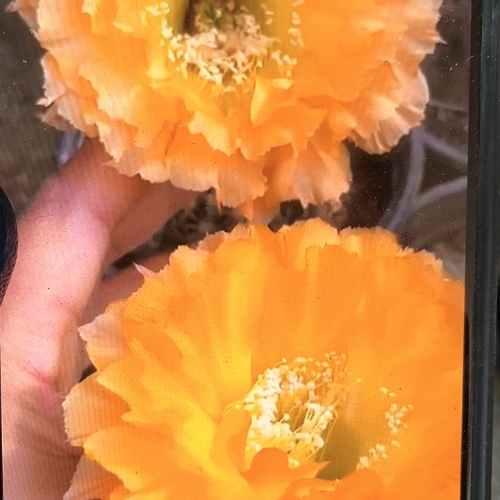 069侧芽歪6公分以上满18包邮