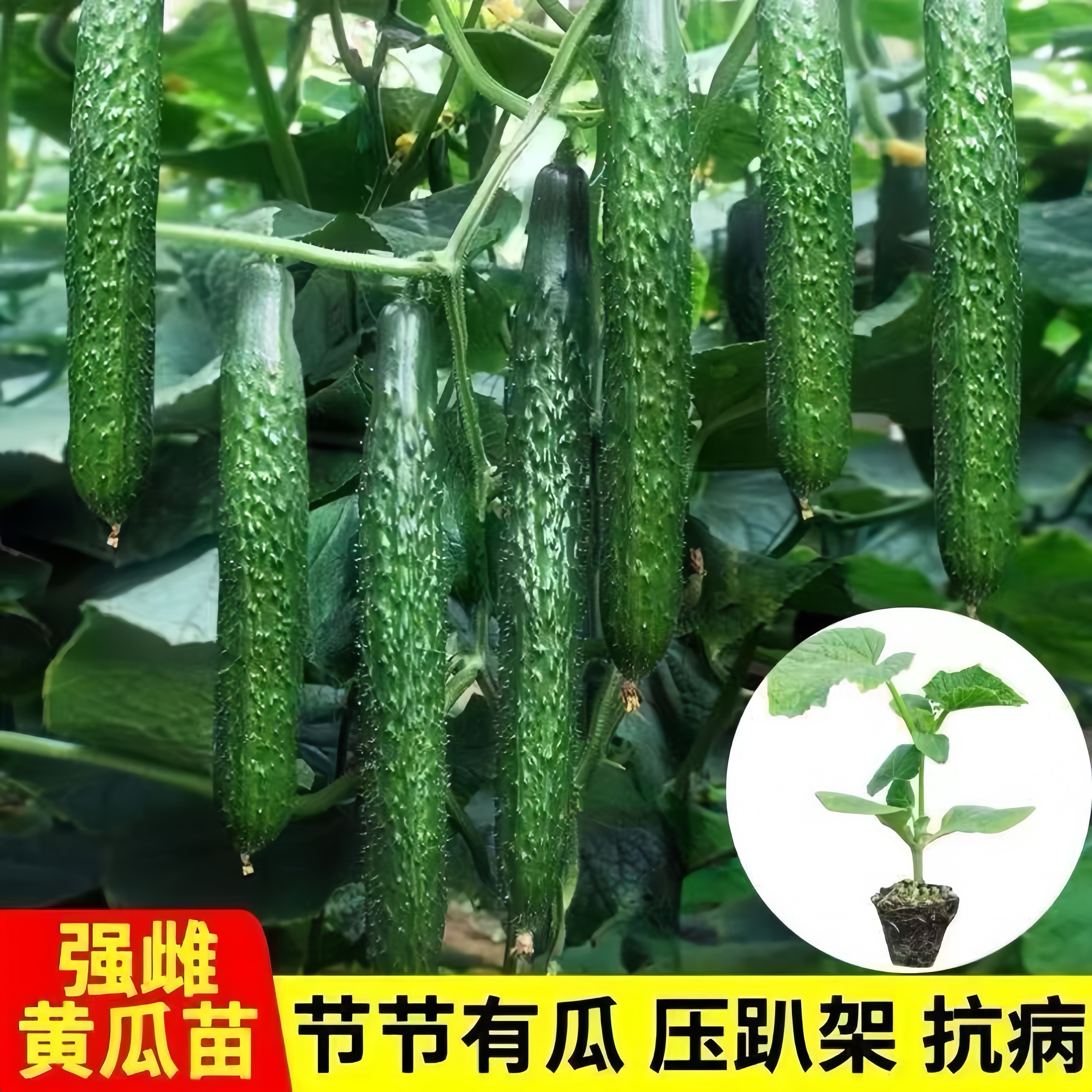 密刺大黄瓜苗高产大黄瓜苗阳台盆栽四季早熟水果黄瓜秧苗带土批发