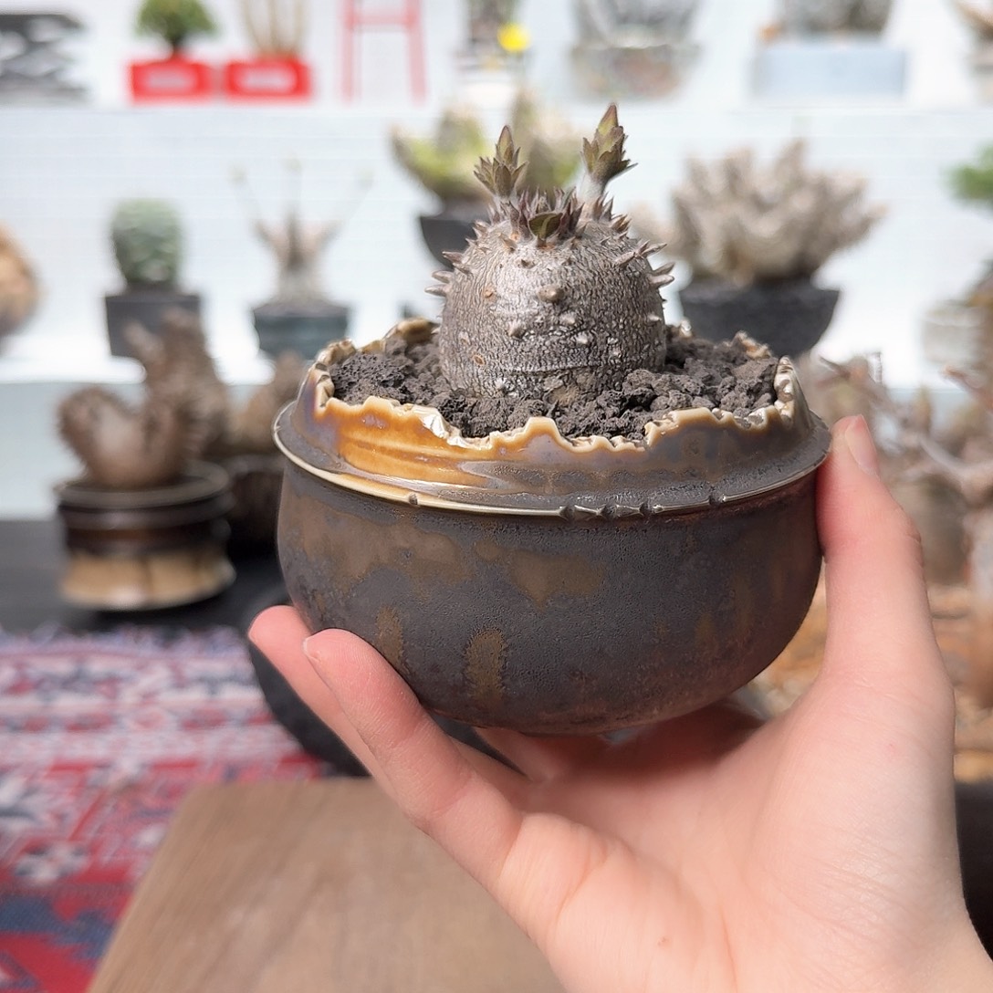 超圆惠比大黑 一物一拍