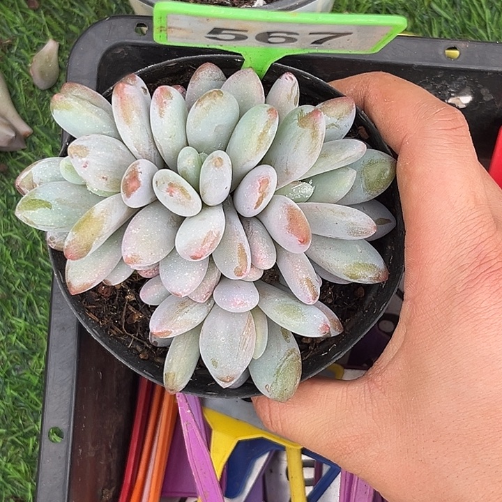 多肉植物胖橙龙567