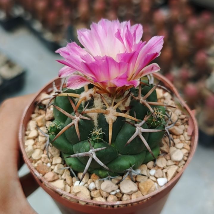 用***布仙人球 像芽 实生