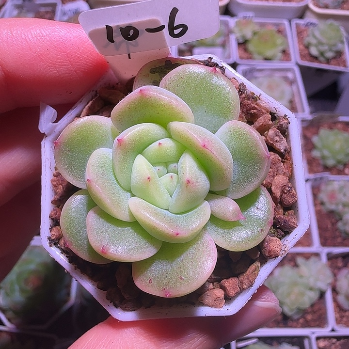 10-6福利帝王绿单头