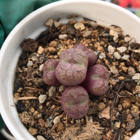 多肉肉锥 百花紫猴