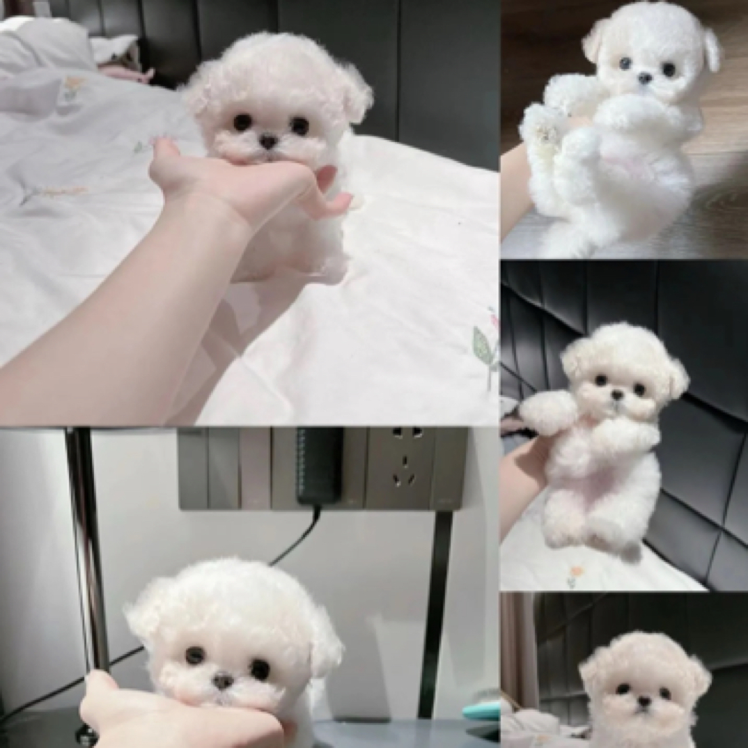 【海哥宠物】狗狗活体