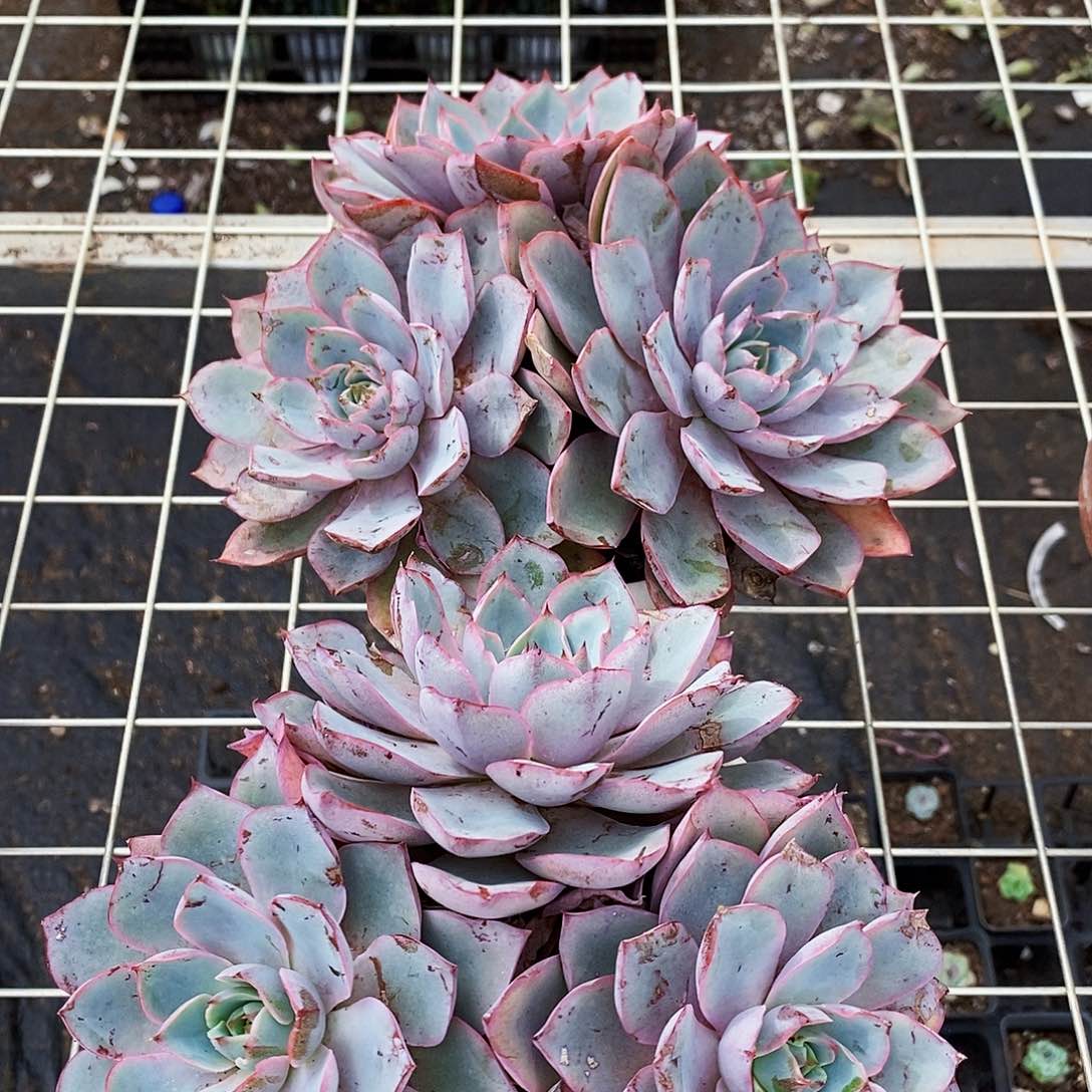 赫拉多头群生三头起发