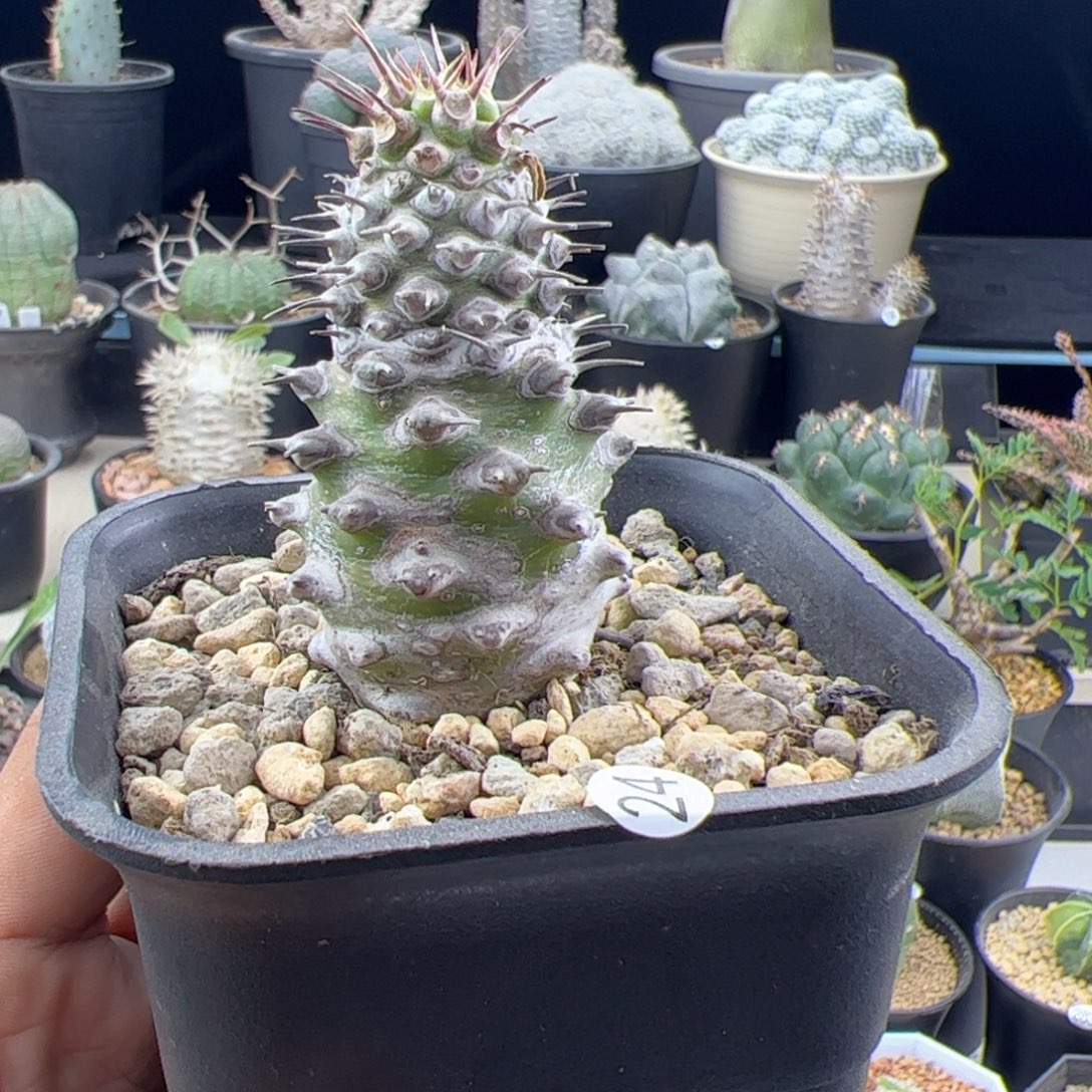 瓶干麒麟大戟一物一拍