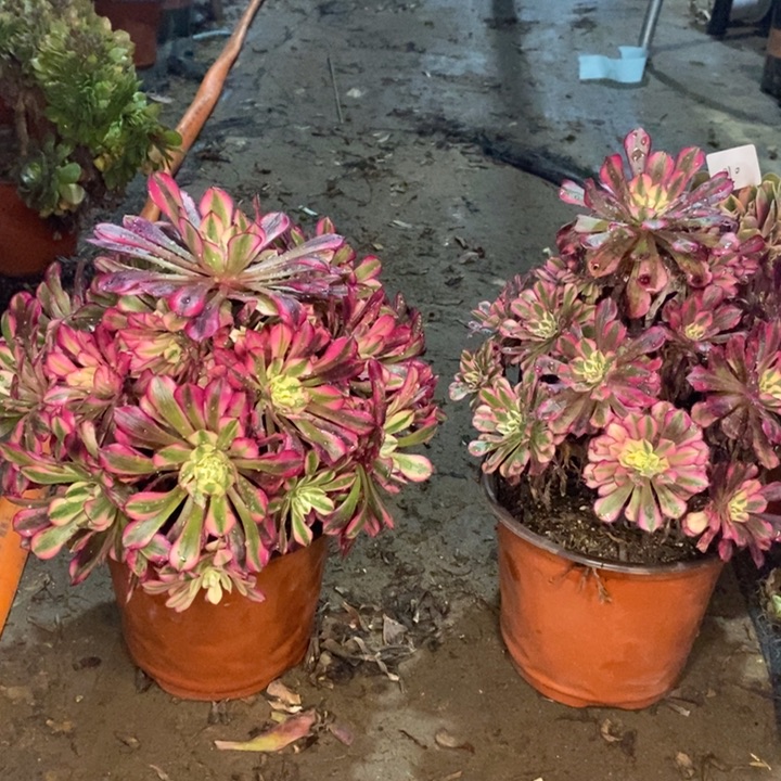 两颗红桐白多肉植物011