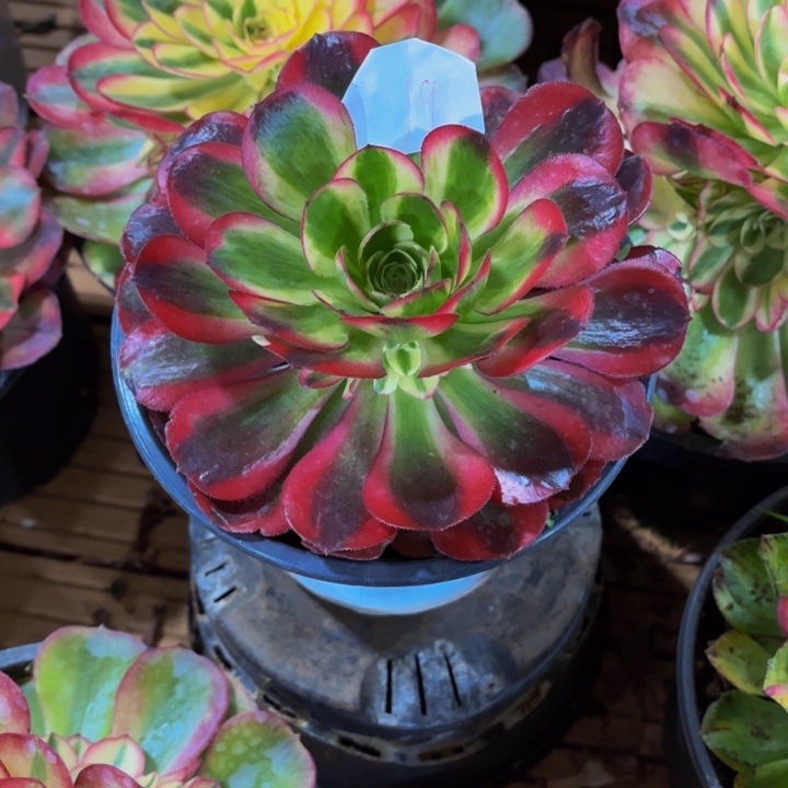 云南鸿运好看19号