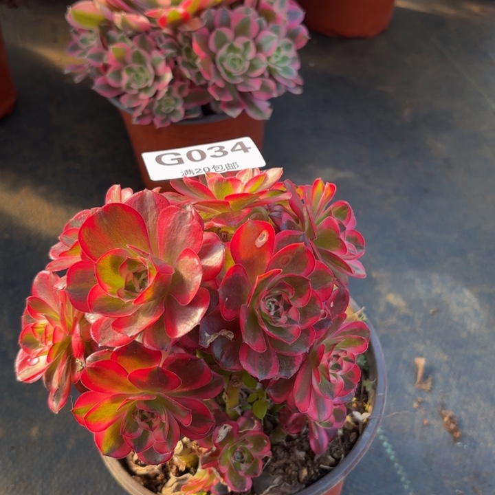 瑞妈多肉植物。034纳福