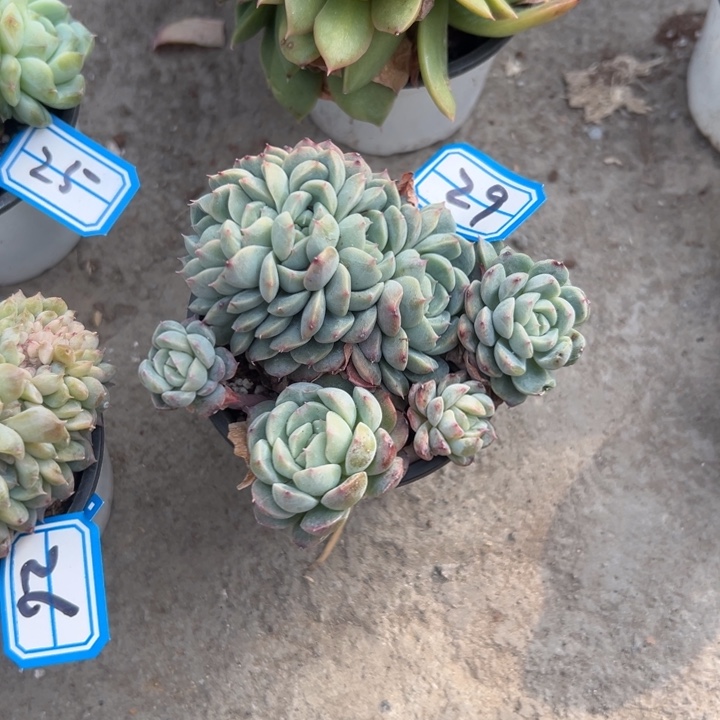 西***心一物一拍白桃汽水多肉29