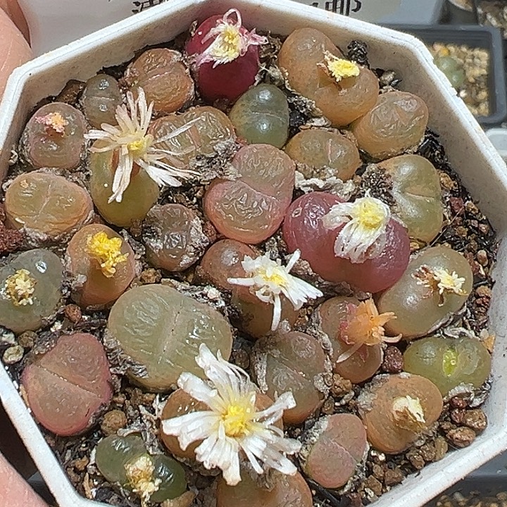 901号特价毛汗尼一盆