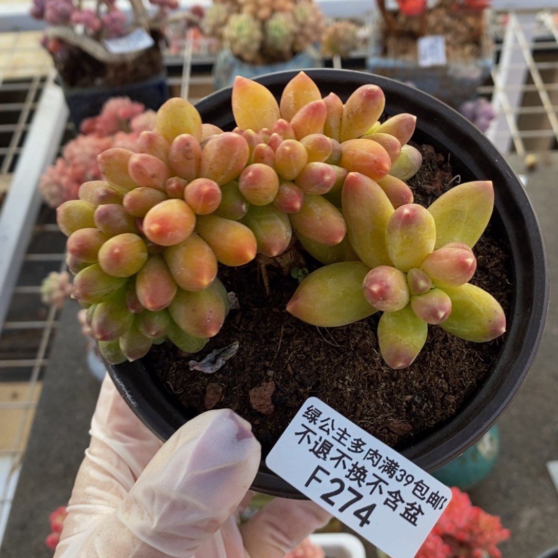 香蕉树缀274/8c m