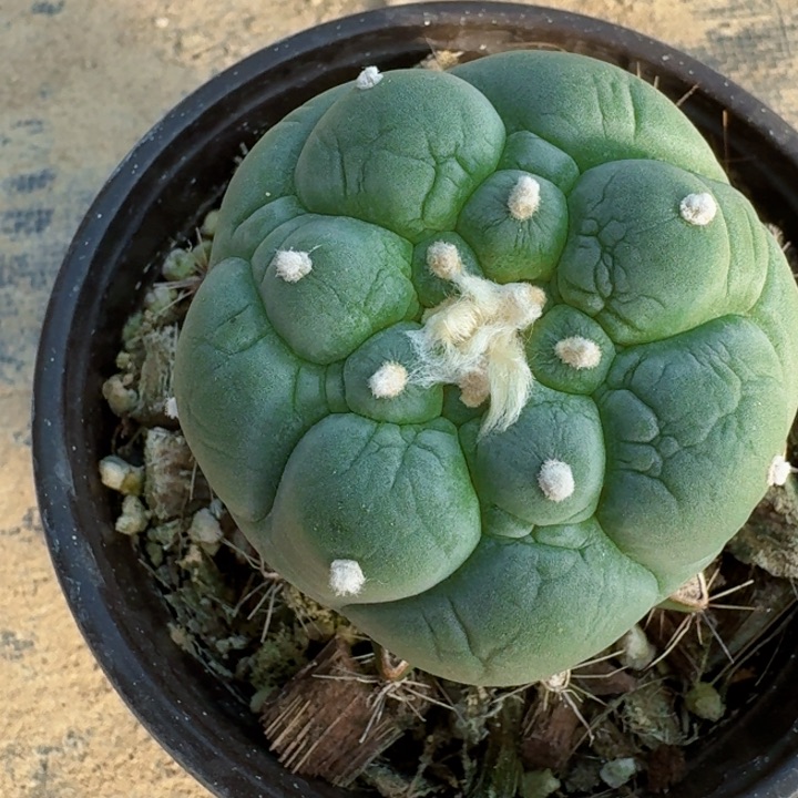 730大皱油仙仙人球