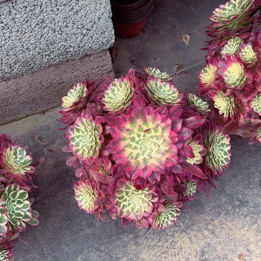 法师多肉植物天合