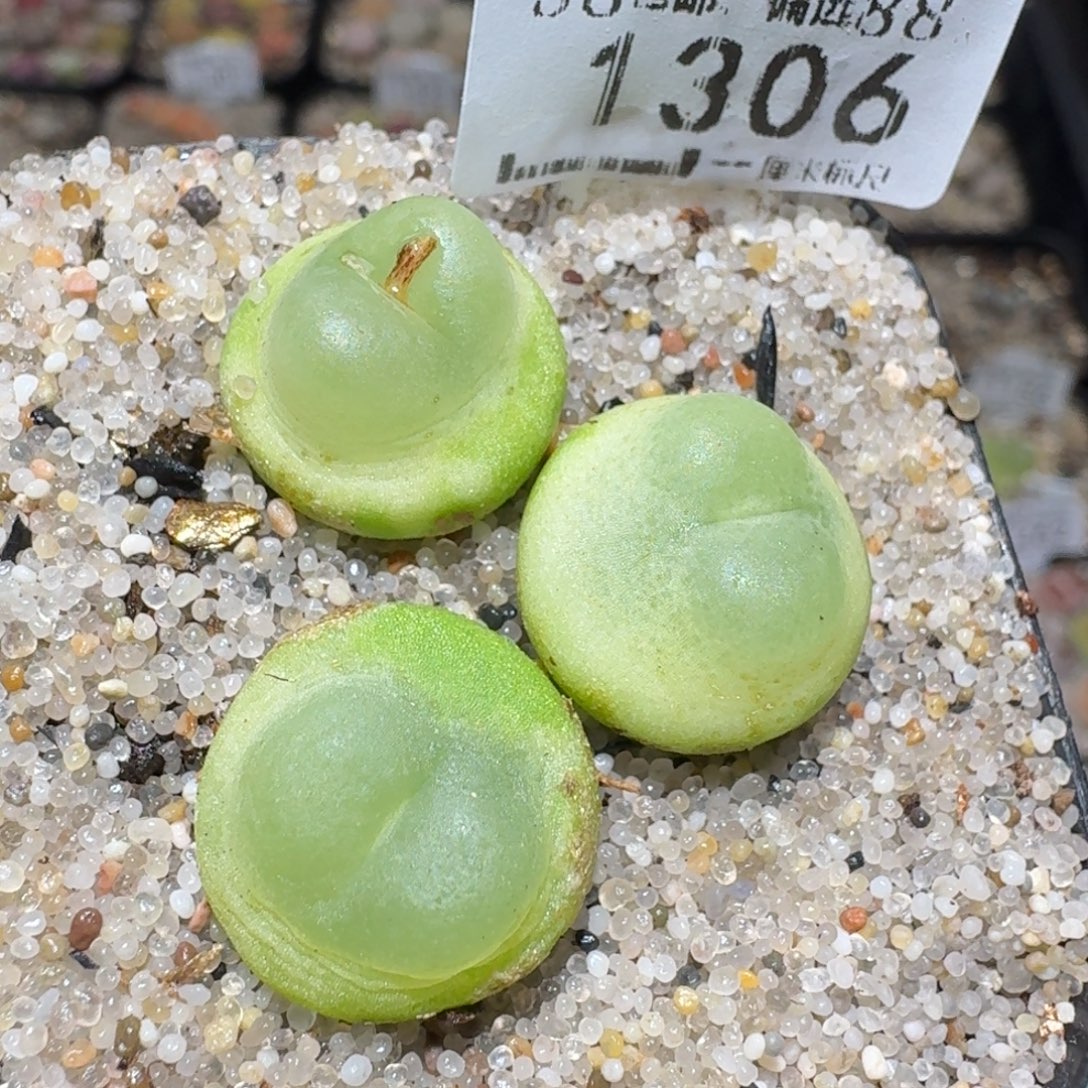 zzz精品也福利1306