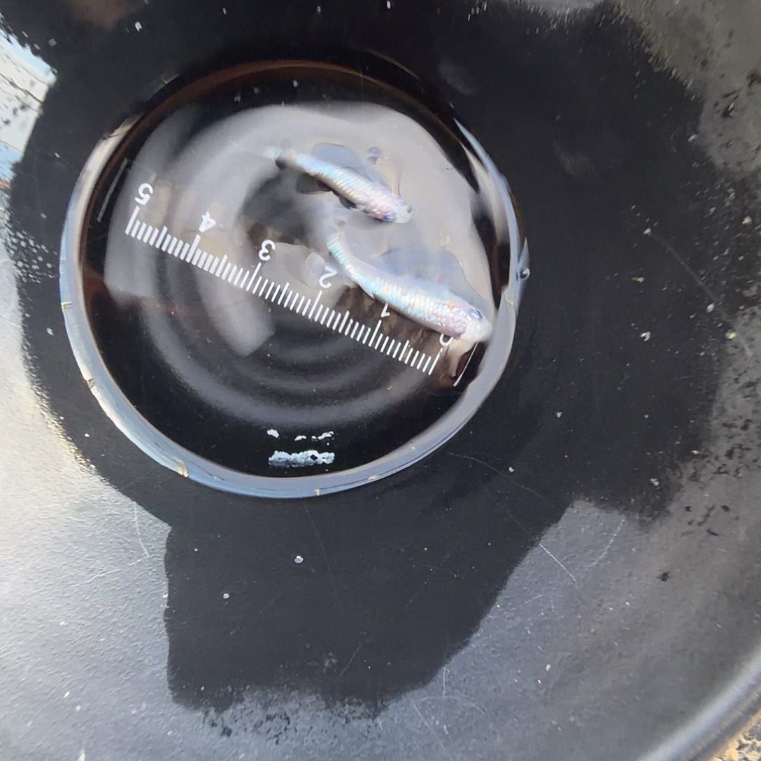 青鳉鱼观背青鳉01