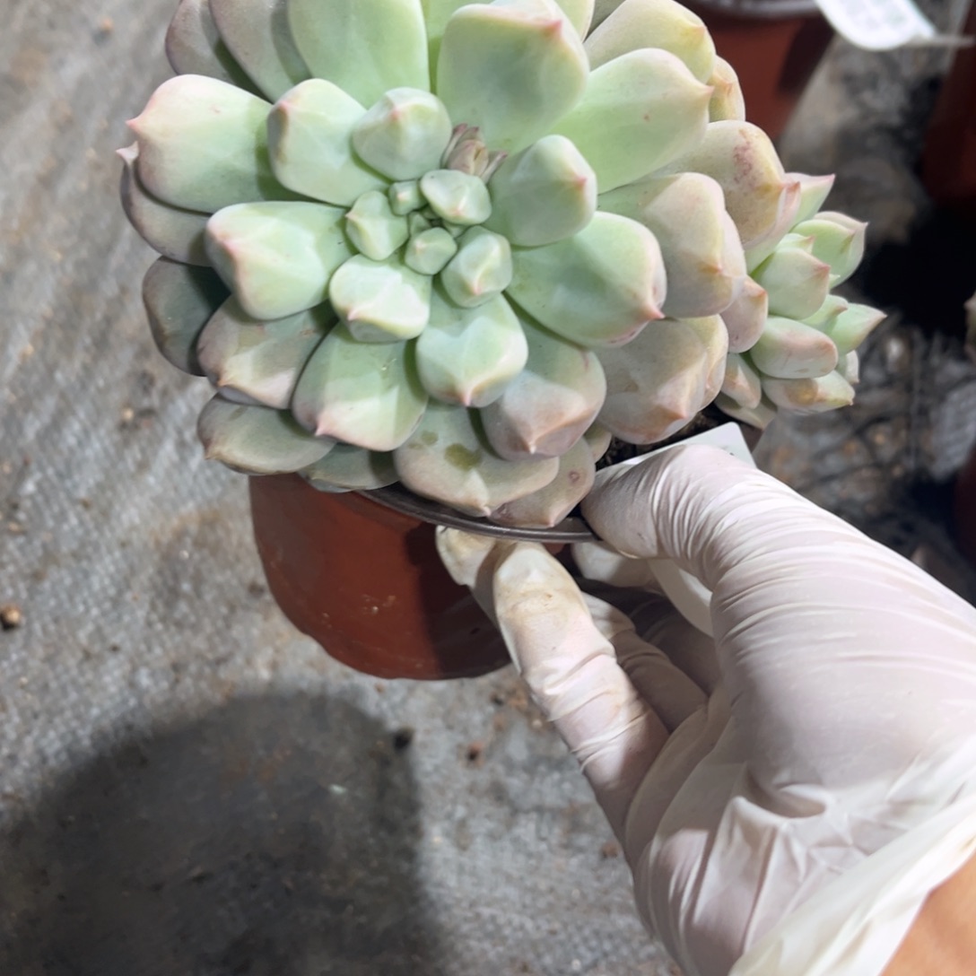 是***呀719超奶多肉植物……