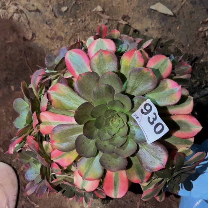 930雨荷多肉植物不售后