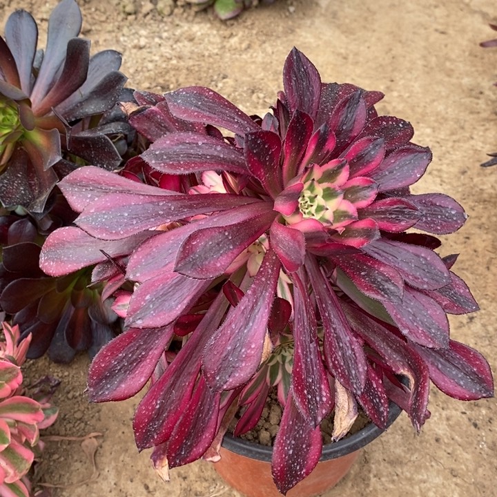 红铜超白歪头多肉