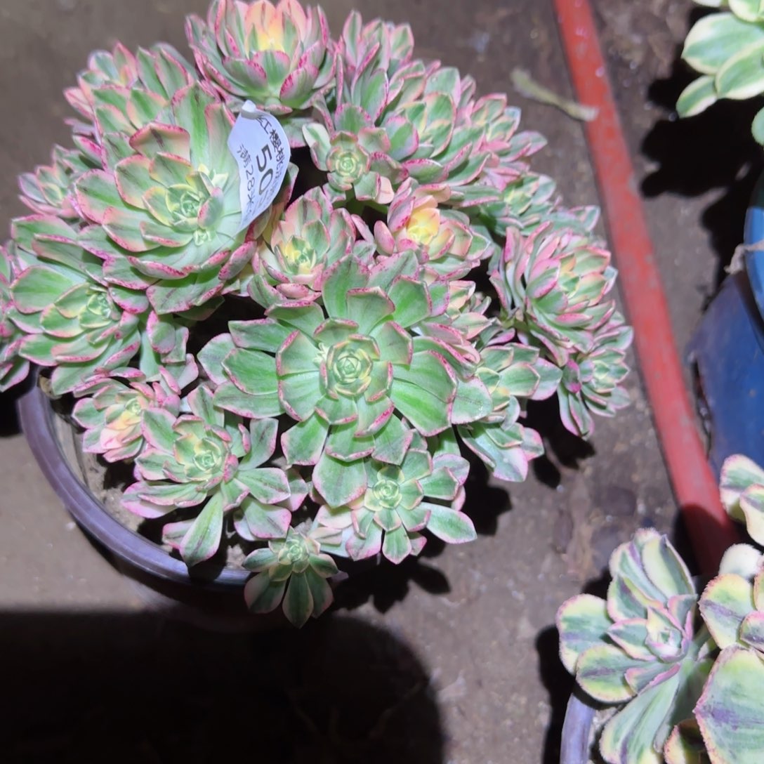 甜茶法师多肉503