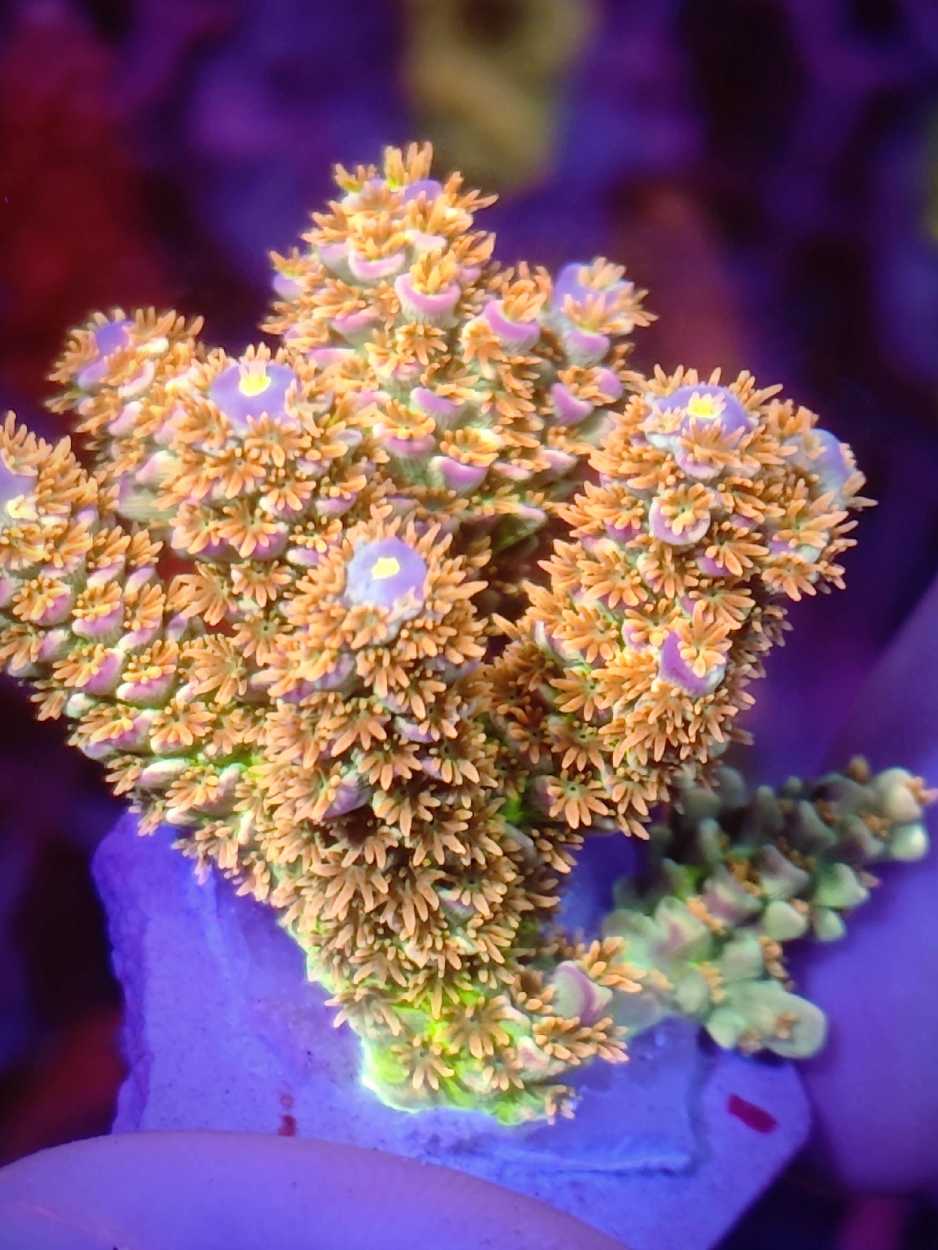 龙宫直播珊瑚专拍1号（含运费）