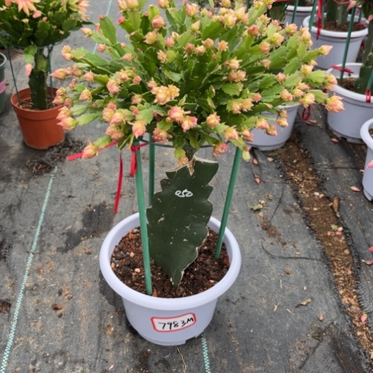 M****白盆050蟹爪兰福利苗7983