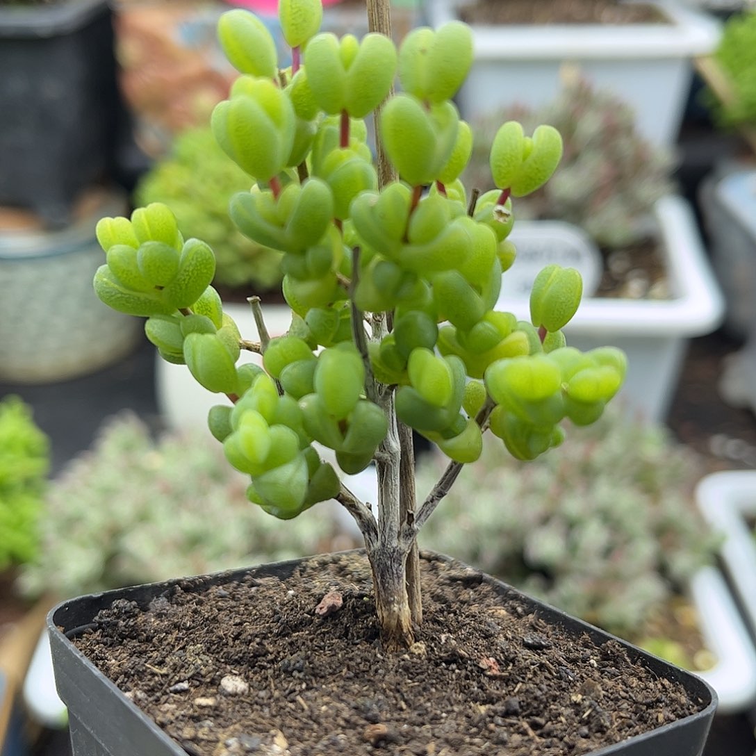 昕宝元宝枝干番杏优秀