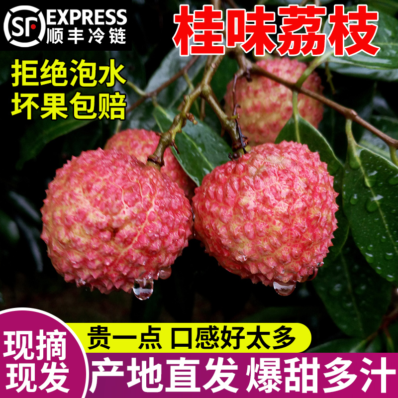 【顺丰冷链】当天现摘高州爆甜桂味荔枝核小广东茂名新鲜荔枝水果