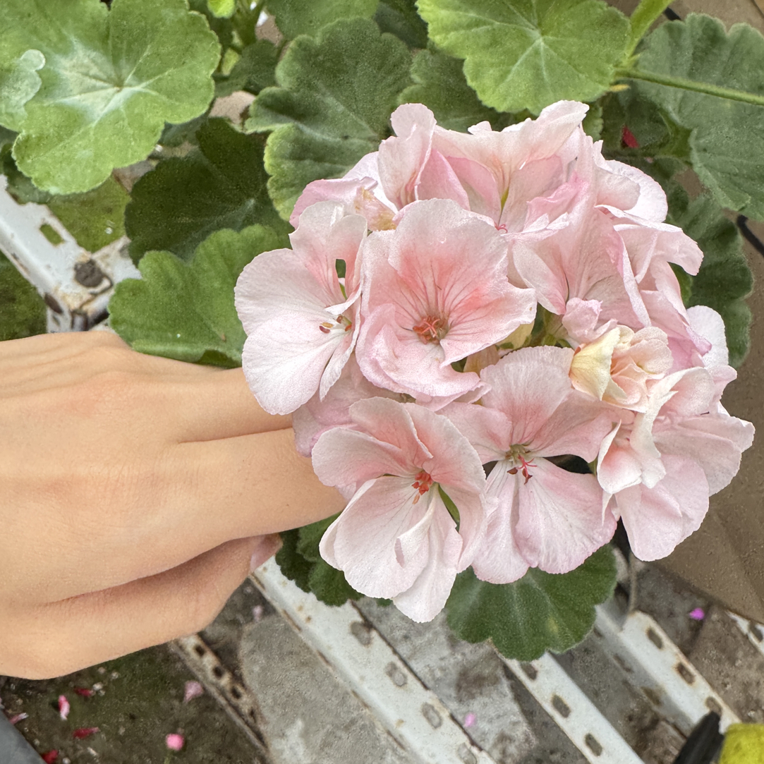 【丹麦女王】老桩福利